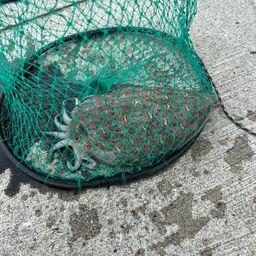 モンゴウイカ