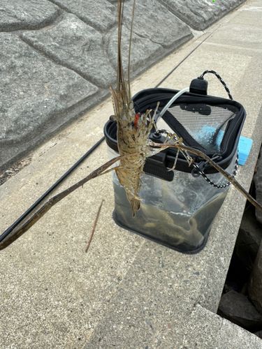 テナガエビの釣果