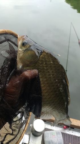 ヘラブナの釣果
