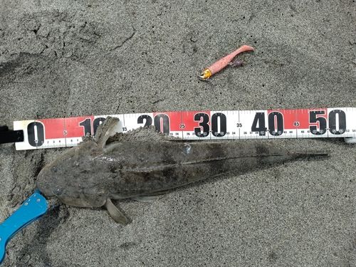 マゴチの釣果