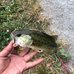 ラージマウスバス