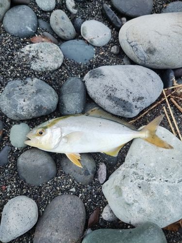 ショゴの釣果