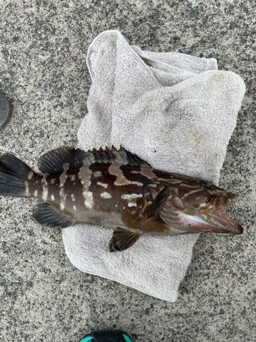 釣果
