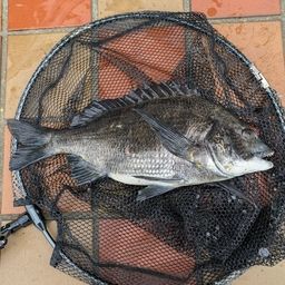 クロダイ
