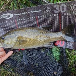 スモールマウスバス