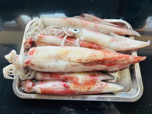 シロイカの釣果