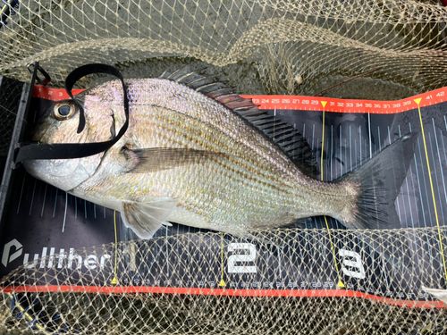 ヘダイの釣果