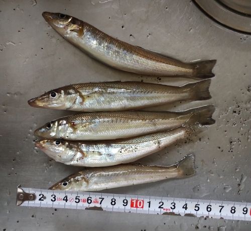 キスの釣果