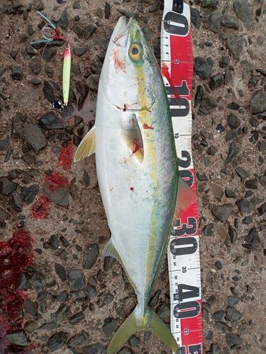 ヤズの釣果
