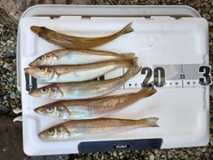 キスの釣果