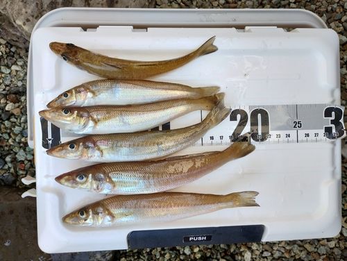 キスの釣果