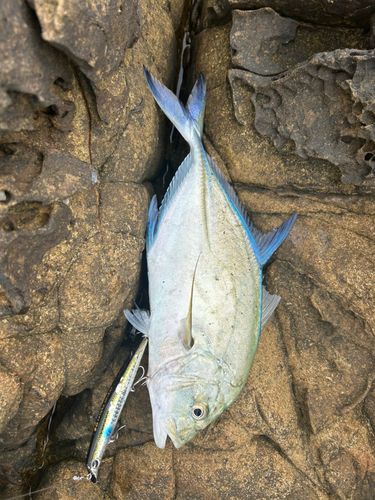 カスミアジの釣果