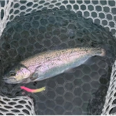 レインボートラウトの釣果