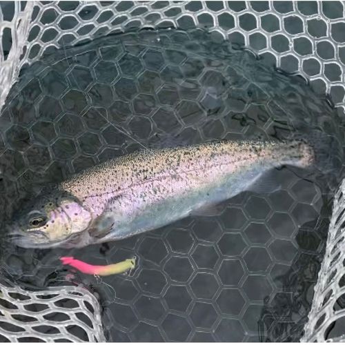 レインボートラウトの釣果