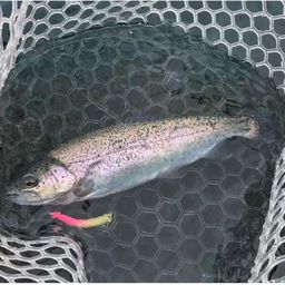 レインボートラウト