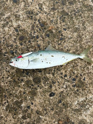 釣果