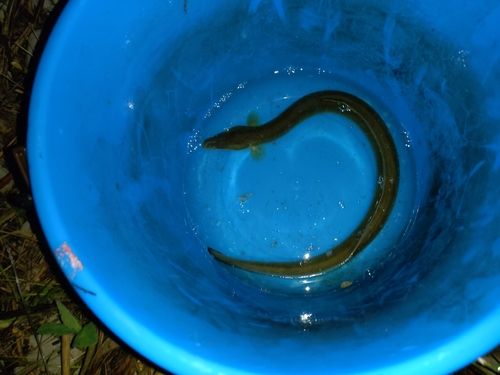 ウナギの釣果