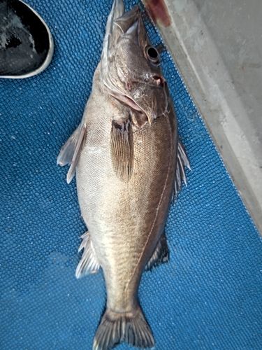 アラの釣果
