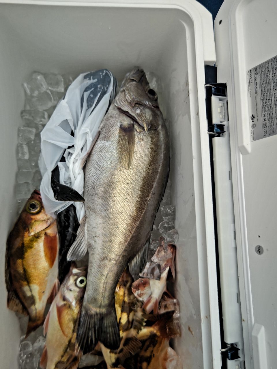 磯めちゃんさんの釣果 2枚目の画像