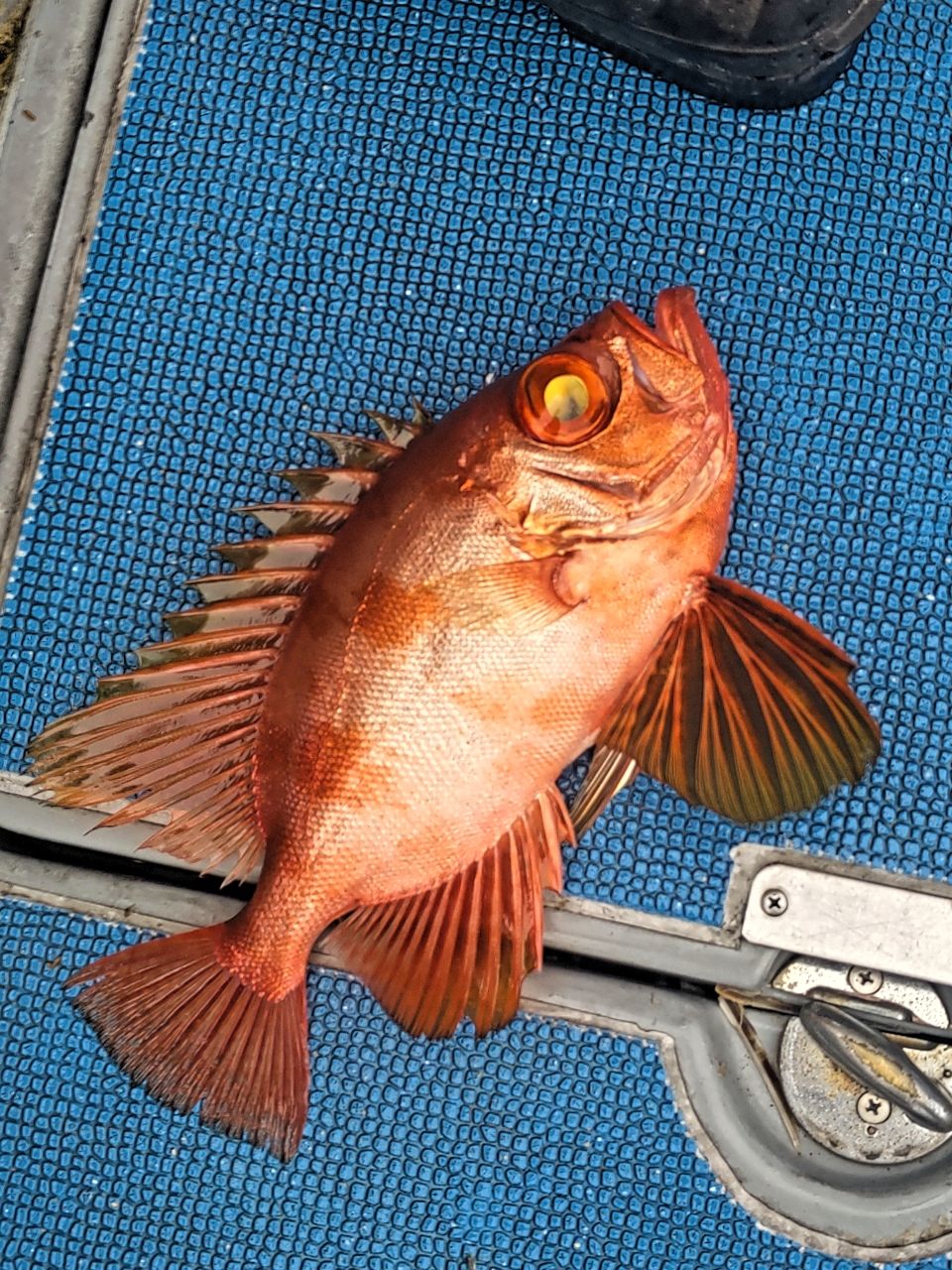 磯めちゃんさんの釣果 3枚目の画像