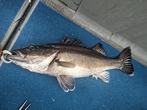 アラの釣果