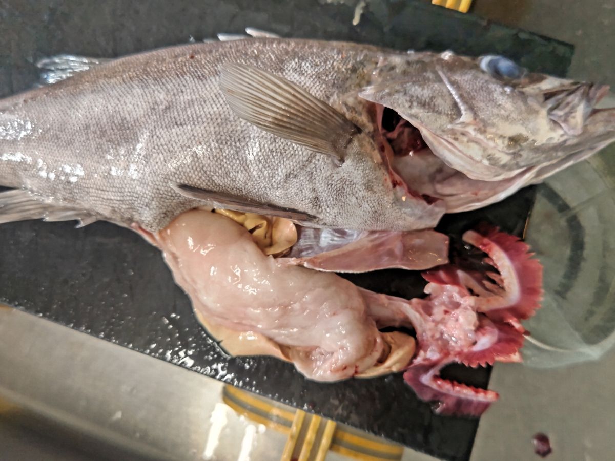 磯めちゃんさんの釣果 3枚目の画像