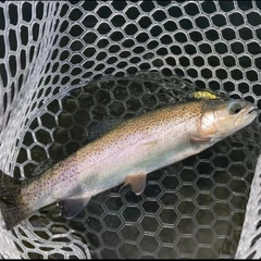 レインボートラウトの釣果