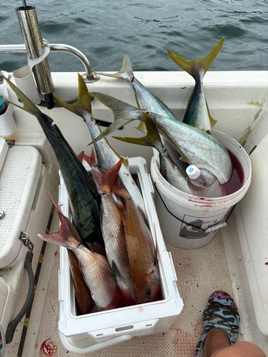 ブリの釣果