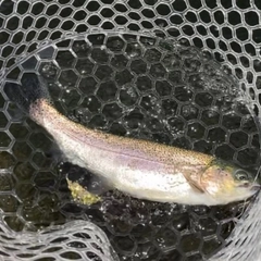 レインボートラウトの釣果