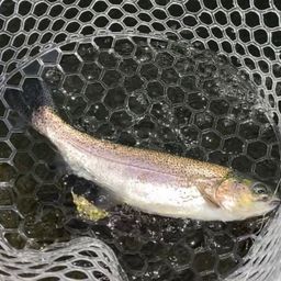 レインボートラウト