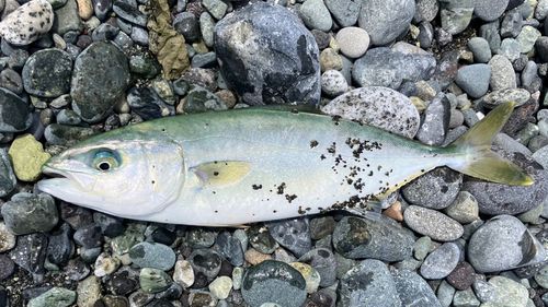 ワカシの釣果