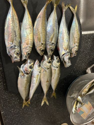 マアジの釣果