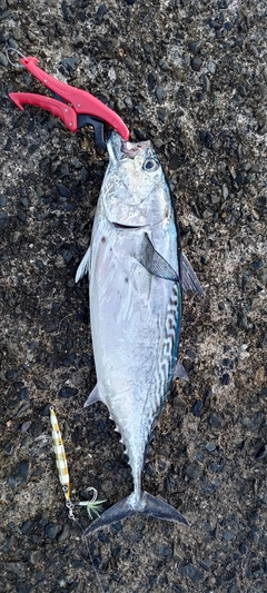 スマガツオの釣果