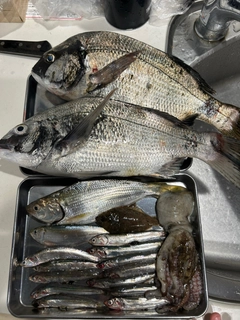 コノシロの釣果