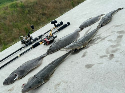 釣果
