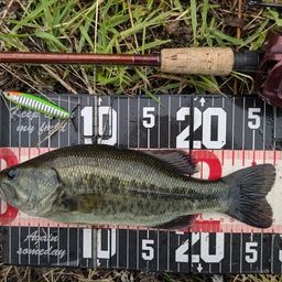 ラージマウスバス