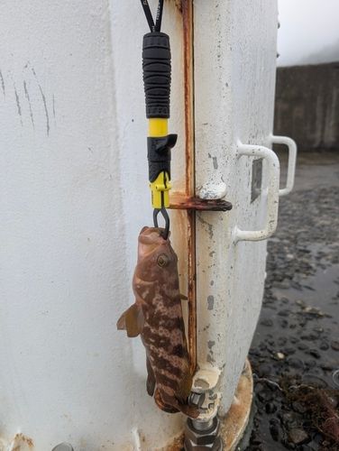 キジハタの釣果