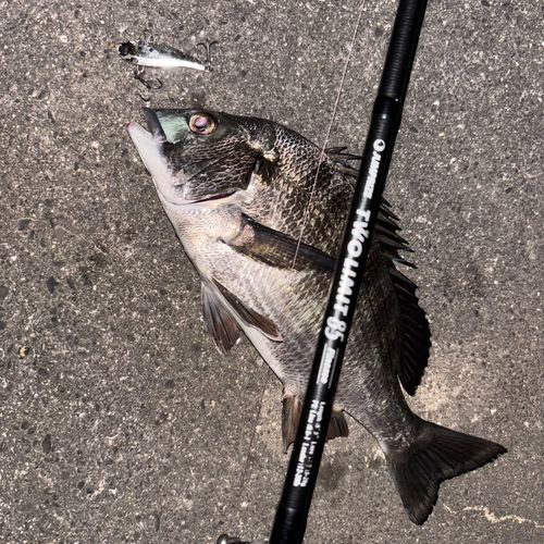 チヌの釣果