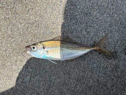 マアジの釣果