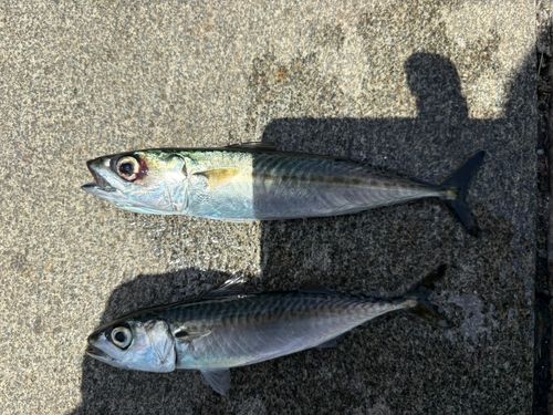 サバの釣果