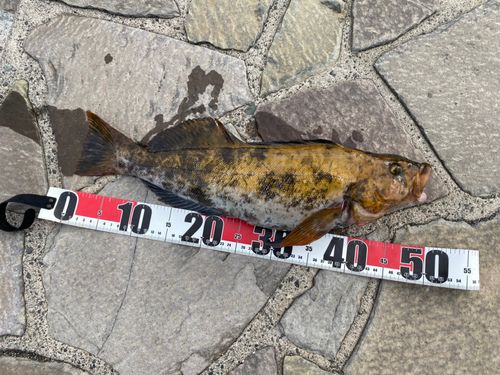 アイナメの釣果