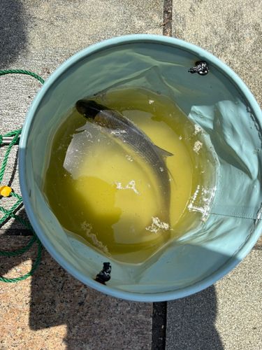 コノシロの釣果