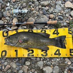 スモールマウスバス