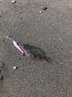 ソゲの釣果