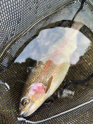 ニジマスの釣果