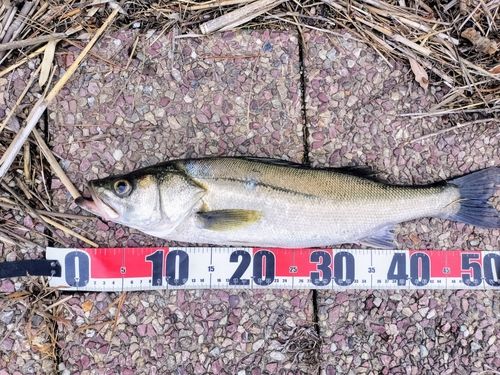 セイゴ（マルスズキ）の釣果