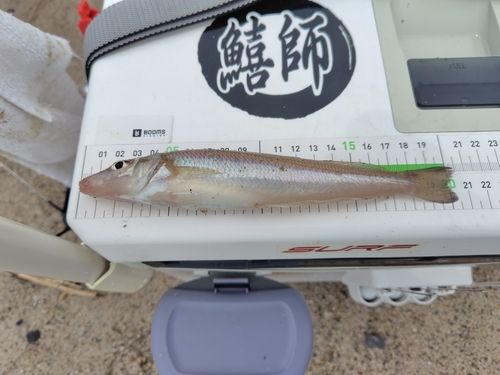 シロギスの釣果