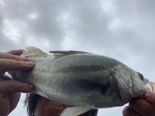 セイゴ（タイリクスズキ）の釣果
