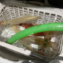 ケンサキイカ