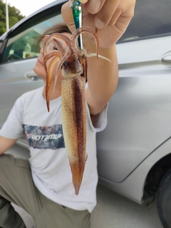 ムギイカの釣果